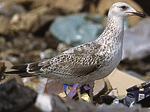 Heuglin's Gull - Larus heuglini