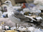 Heuglin's Gull - Larus heuglini
