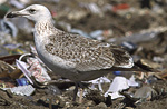 Heuglin's Gull - Larus heuglini