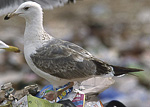 Heuglin's Gull - Larus heuglini