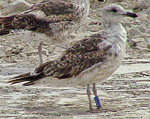 Lesser Black-backed Gull - Larus fuscus intermedius