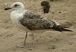 Lesser Black-backed Gull - Larus fuscus intermedius