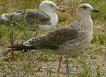 Lesser Black-backed Gull - Larus fuscus intermedius