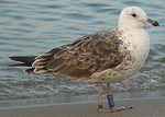 Lesser Black-backed Gull - Larus fuscus intermedius