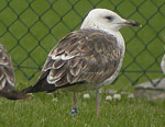 Lesser Black-backed Gull - Larus fuscus intermedius