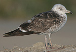 Lesser Black-backed Gull - Larus fuscus intermedius