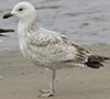 2cy argenteus in April, ringed in the Netherlands. (75958 bytes)