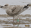 1cy argentatus in August, ringed in Finland. (93512 bytes)