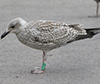 1cy argentatus in August, ringed in Finland. (93512 bytes)
