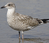 1cy argentatus in August, ringed in Finland. (93512 bytes)