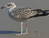 1cy argentatus in August, ringed in Finland. (93512 bytes)