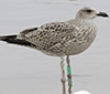 1cy argentatus in August, ringed in Finland. (93512 bytes)