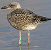 1cy argentatus in August, ringed in Finland. (93512 bytes)