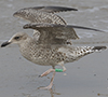 1cy argentatus in August, ringed in Finland. (93512 bytes)