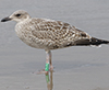 1cy argentatus in August, ringed in Finland. (93512 bytes)