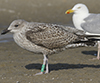 1cy argentatus in August, ringed in Finland. (93512 bytes)