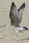 1cy argentatus in August, ringed in Finland. (93512 bytes)