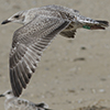 1cy argentatus in August, ringed in Finland. (93512 bytes)