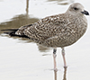 1cy argentatus in August, ringed in Finland. (93512 bytes)