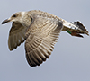1cy argentatus in August, ringed in Finland. (93512 bytes)