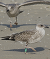 1cy argentatus in August, ringed in Finland. (93512 bytes)