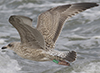 1cy argentatus in August, ringed in Finland. (93512 bytes)