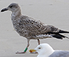 1cy argentatus in August, ringed in Finland. (93512 bytes)