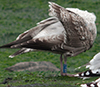 1cy argenteus in November, ringed in Belgium. (25637 bytes)