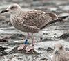 1cy argenteus in November, ringed in Belgium. (25637 bytes)
