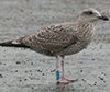 1cy argenteus in November, ringed in Belgium. (25637 bytes)