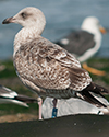 1cy argenteus in November, ringed in Belgium. (25637 bytes)