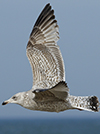 2cy argenteus in April, ringed in the Netherlands. (75958 bytes)