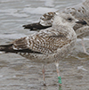 2cy argentatus in November. (81321 bytes)