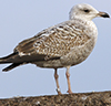 Herring Gull