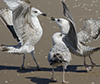 2cy argenteus in April, ringed in the Netherlands. (75958 bytes)