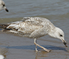 2cy argenteus in April, ringed in the Netherlands. (75958 bytes)