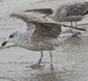 1cy argenteus in November, ringed in Belgium. (25637 bytes)