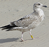 2cy argentatus in November. (81321 bytes)