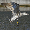 2cy argenteus in April, ringed in the Netherlands. (75958 bytes)