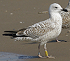 2cy argenteus in April, ringed in the Netherlands. (75958 bytes)
