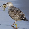 2cy argentatus in November. (81321 bytes)