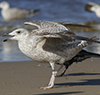 2cy argenteus in April, ringed in the Netherlands. (75958 bytes)