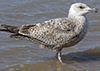 2cy argenteus in April, ringed in the Netherlands. (75958 bytes)