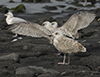 1cy argenteus in November, ringed in Belgium. (25637 bytes)
