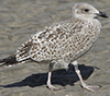 1cy argentatus in August, ringed in Finland. (93512 bytes)