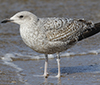 2cy argenteus in April, ringed in the Netherlands. (75958 bytes)