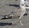 1cy argentatus in August, ringed in Finland. (93512 bytes)