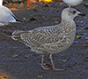 Herring Gull