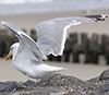 sub-ad argenteus in September, ringed in the Netherlands. (97177 bytes)