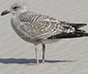 1cy argentatus in August, ringed in Finland. (93512 bytes)